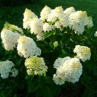 Гортензия Whitelight, Hydrangea paniculata Whitelight, Гортензия метельчатая Вайт Лайт
