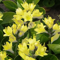 Хоста Miracle Lemony - Питомник декоративных и садовых растений