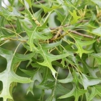 Дуб болотный, Quercus palustris Muench