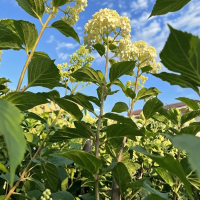 Гортензия Limelight, Hydrangea paniculata Limelight, Гортензия метельчатая Лаймлайт