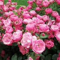 Роза Анжела, флорибунда - Питомник декоративных и садовых растений