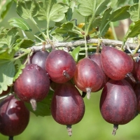 Крыжовник Серенада, Ribes uva-crispa Serenada