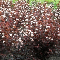 Пузыреплодник калинолистный Lady in Red - Питомник декоративных и садовых растений