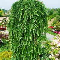 Лиственница Стив Випер Pa120-140 Larix kaempferi Stiff Weeper - Питомник декоративных и садовых растений