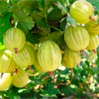 Крыжовник Малахит с5, Ribes uva-crispa, Крыжовник Малахит