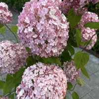 Гортензия Bubblegum, Гортензия Баблгам, Hydrangea arborescens Bubblegum