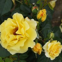 Роза Лихткёнигин Лючия, шраб - Питомник декоративных и садовых растений