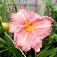 Лилейник Pretty Fancy - Питомник декоративных и садовых растений