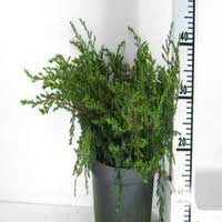 Можжевельник обыкновенный  "Repanda", Juniperus comm. 'Repanda', Можжевельник обыкновенный Repanda С12, Можжевельник обыкновенный , Можжевельник Repanda