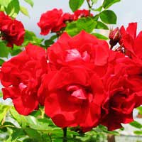 Роза Сантана, клаймбер - Питомник декоративных и садовых растений