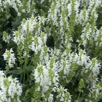 Шалфей дубравный Schneehugel, Salvia nemorosa Schneehugel, Шалфей дубравный Шнеехюгель