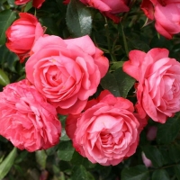 Роза Розанна,плетистая - Питомник декоративных и садовых растений