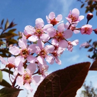Черемуха обыкновенная Colorata, Prunus padus Colorata, Черёмуха обыкновенная Колората