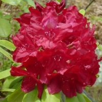 Рододендрон Francesca, Rhododendron hybrid Francesca, Рододендрон гибридный Франческа