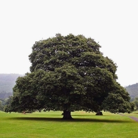 Дуб черешчатый, Quercus robur