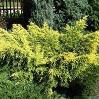 Можжевельник виргинский Golden Spring, Juniperus virginiana Golden Spring, Можжевельник виргинский Голден Спринг