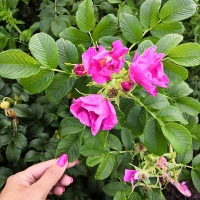 Роза ругоза Rubra C5 - Питомник декоративных и садовых растений