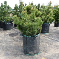 Сосна черная 250/300 sol, Сосна черная, черная сосна, купить черную сосну, Pinus nigra