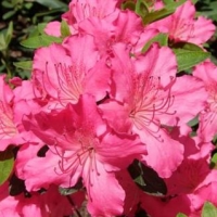 Азалия Kirstin, Rhododendron Kirstin, Азалия Кирстин