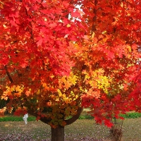 Клен красный October Glory, Acer rubrum october Glory, Клен красный Октобер Глори