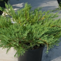 Можжевельник горизонтальный Prostrata, купить можжевельник Prostrata, Prostrata,  можжевельник Prostrata, Juniperus communis