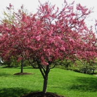 Яблоня торинго Scarlett - Питомник декоративных и садовых растений