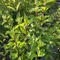 Гортензия Pinky Winky, Hydrangea paniculata Pinky Winky, Гортензия метельчатая Пинки Винки