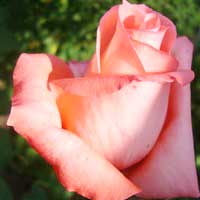 Роза Нобилис, чайно-гибридная - Питомник декоративных и садовых растений