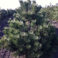 Сосна черная 250/300 sol, Сосна черная, черная сосна, купить черную сосну, Pinus nigra