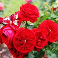 Роза Роткапчен, флорибунда - Питомник декоративных и садовых растений