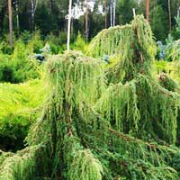 Можжевельник обыкновенный Hortsmann Pendula - Питомник декоративных и садовых растений