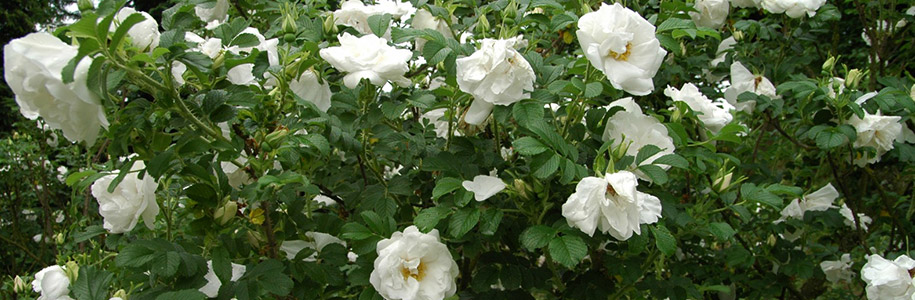 Роза ругоза Альба Alba