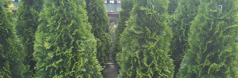 Туя западная Холмструп (Thuja occidentalis Holmstrup): описание и применение сорта