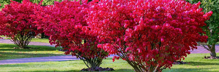 Описание сорта бересклет крылатый Компактус (Euonymus alatus Compactus)