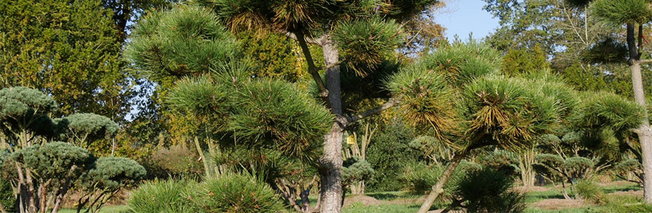 Cосна черная Pinus Nigra Пинус Нигра