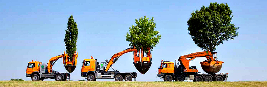 Как выбрать крупномер? Как правильно транспортировать и посадить взрослое дерево?