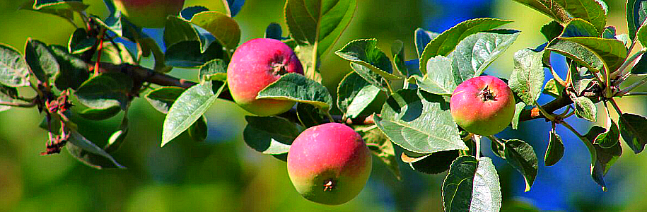 Популярные сорта яблонь в европейской части России: история селекции, ботаническое описание