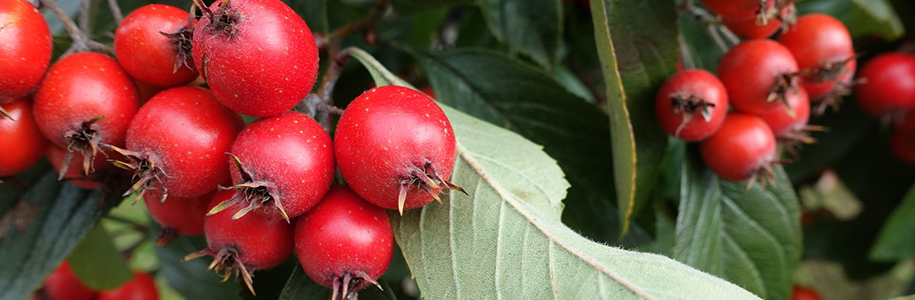 Боярышник Карриери (Crataegus Carrierei): особенности сорта