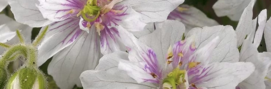 Герань луговая Geranium pratense Double Jewel: особенности сорта