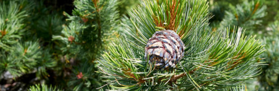 Сосна кедровая европейская Pinus cembra: обзор сорта