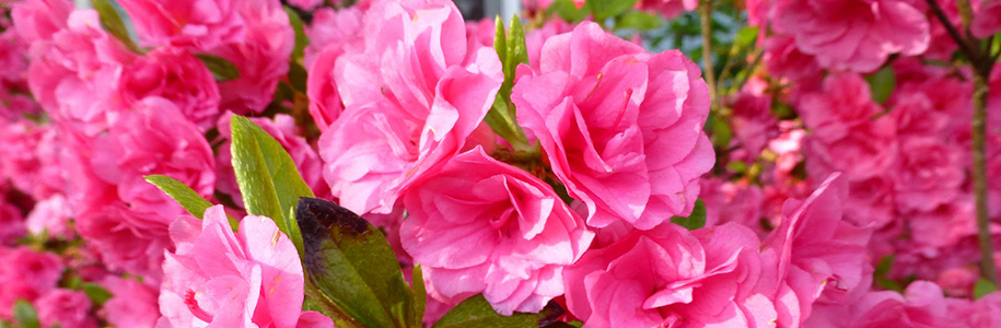 Азалия японская Kirstin Rhododendron japonica Kirstin: особенности сорта, посадка и уход