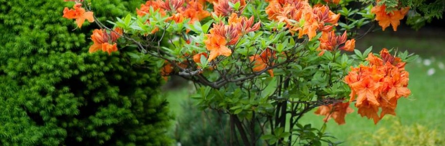 Азалия Гибралтар Rododendron Gibraltar: особенности сорта