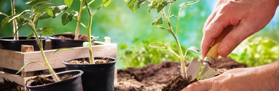 7 правил посадки рассады в грунт - Питомник декоративных и садовых растений