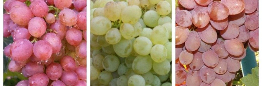 Обзор сортов винограда кишмиш: “Лучистый”, “342”, “Румба” - Питомникдекоративных и садовых растений