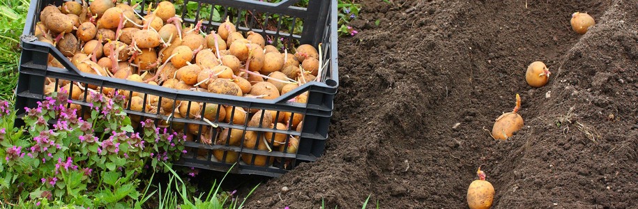 11 лайфхаков при посадке картофеля