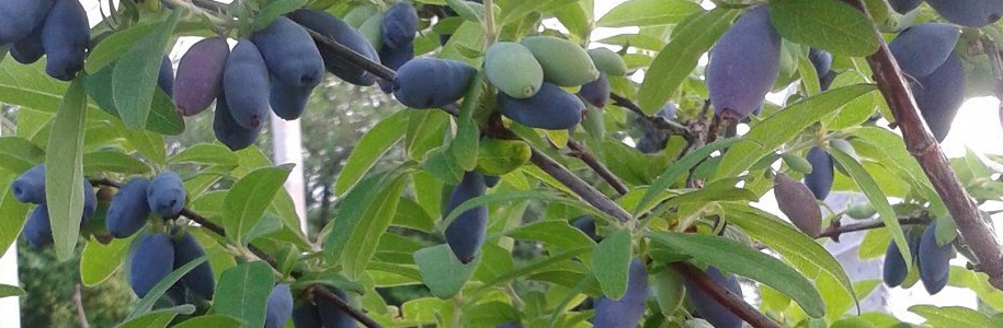 Жимолость Югана (Lonicera caerulea Jugana): особенности сорта