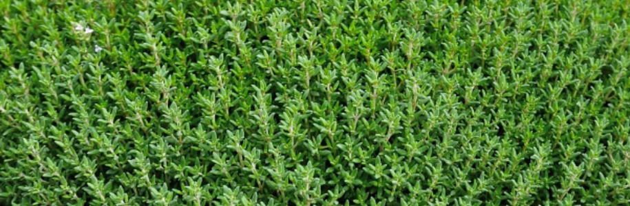 Тимьян обыкновенный Фредо Thymus vulgaris Fredo: особенности сорта