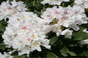 ✨Рододендрон Cunningham`s White (Каннингемс Уайт)