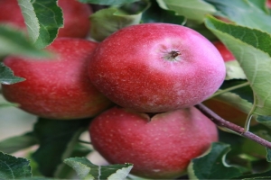 🍎Самые сладкие сорта яблонь
