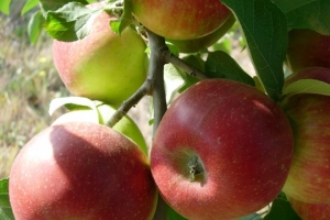 🍎Яблоня Уэлси (Malus Domestica Wealthy) —
